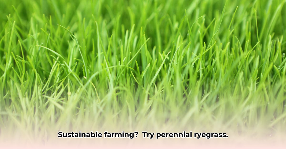 perennial-ryegrass-tractor-supply
